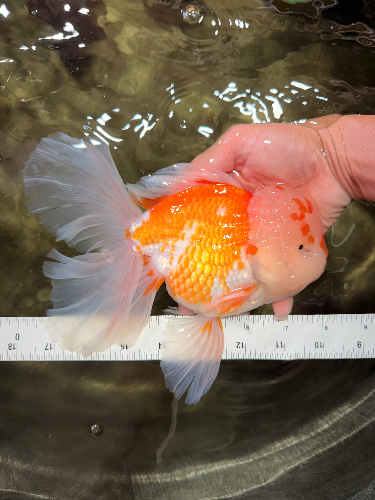 MASHMALLOW A Grade Red White Oranda Male 8 inches #090426OR_15