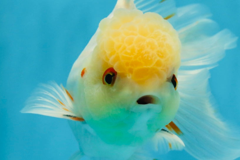 A Grade White Oranda Male 5.5-6 inches #060625OR_26