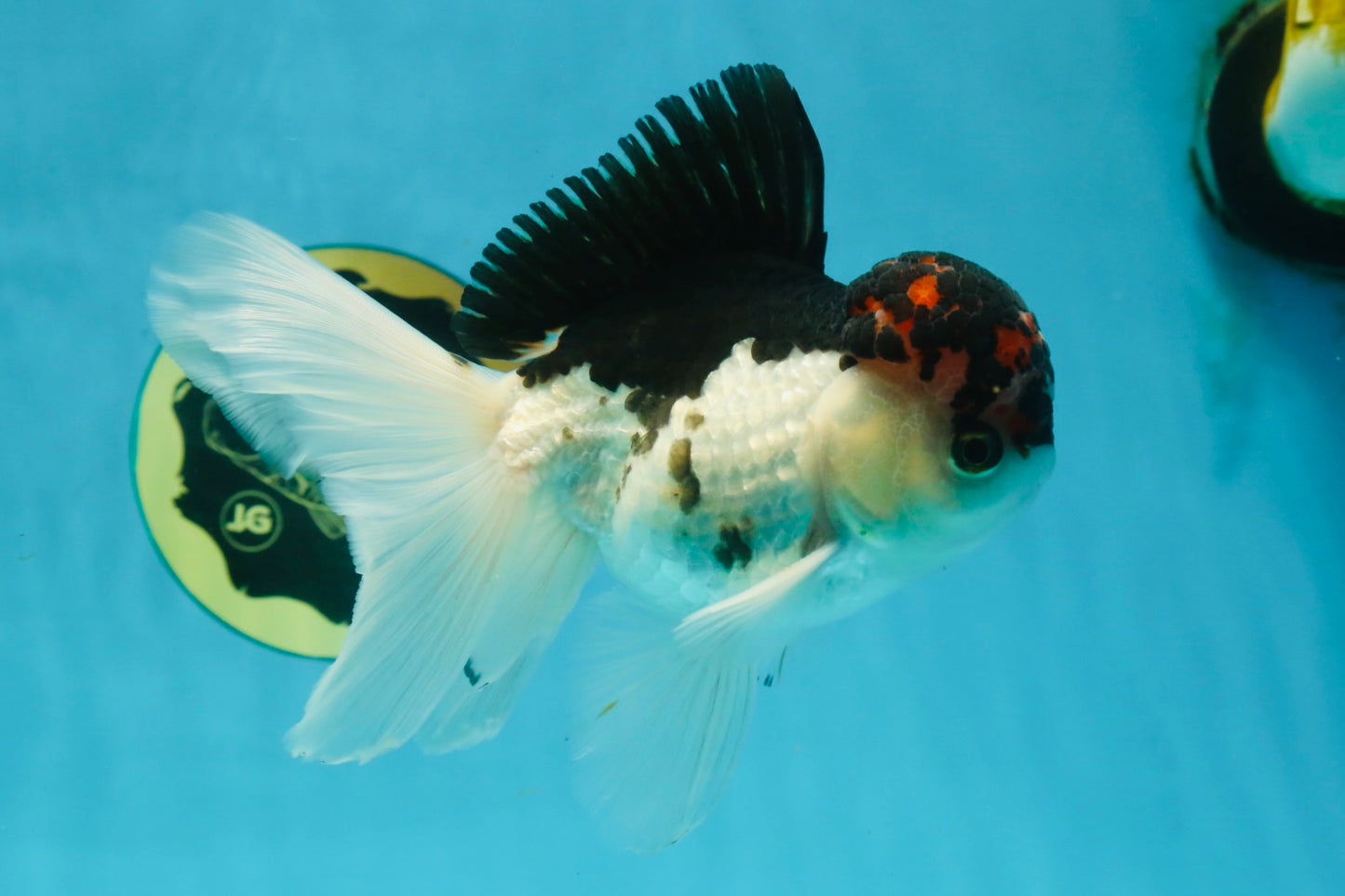 A Grade Young Lava Tricolor Oranda Male 5.5 inches #061325_07