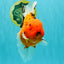 A Grade Super Big Body Tiger Oranda Male 6.5 inches #061926OR_04
