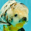 UNIQUE A Grade Calico Oranda Male 6.5 inches #082826OR_06