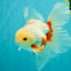 A Grade Red White Oranda Male 5.5-6 inches #102326OR_12