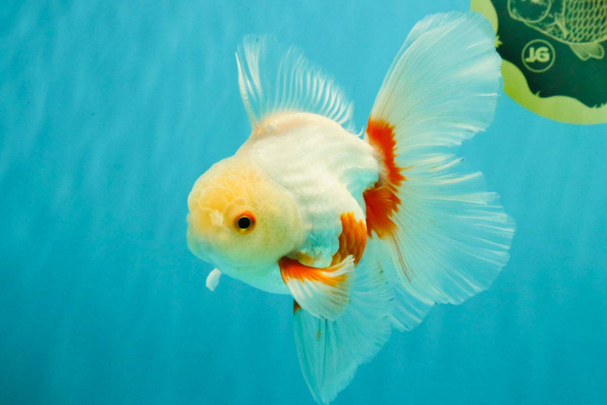A Grade Red White Oranda Male 5.5-6 inches #102326OR_12