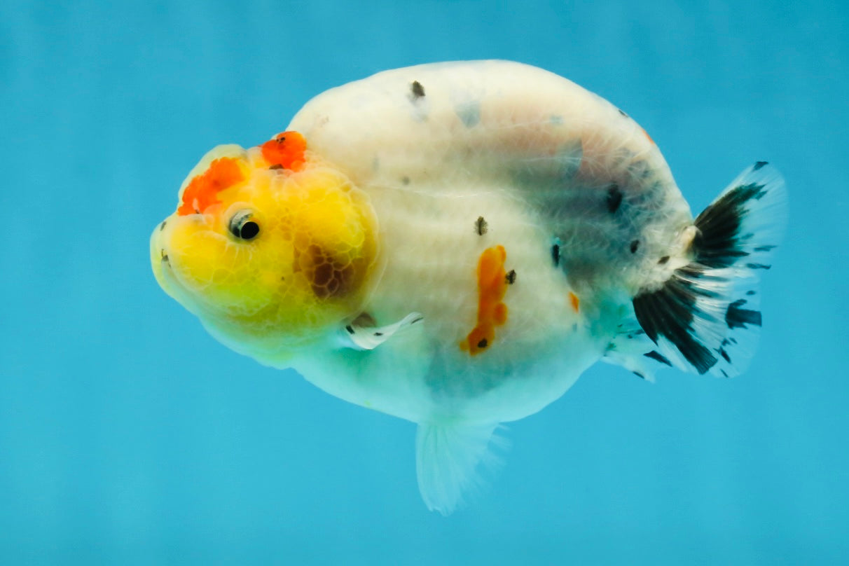 A Grade Cow Tricolor LionQueen 4 inches #050925LC_08