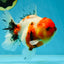 AAA Grade Sakura Oranda Female 5 inches #050925OR_47