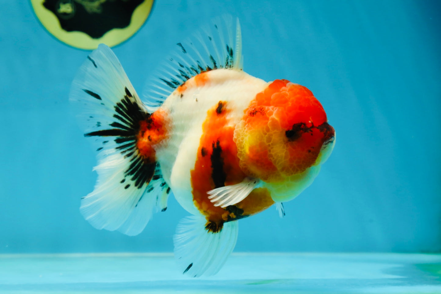 AAA Grade Sakura Oranda Female 5 inches #050925OR_47