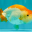A Grade Orange White LionQueen 4.5-5 inches #072426LC_35