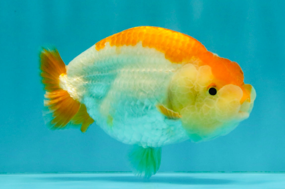 A Grade Orange White LionQueen 4.5-5 inches #072426LC_35