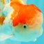 Red White Oranda Male 5 inches #101626OR_05