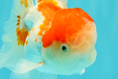 Red White Oranda Male 5 inches #101626OR_05