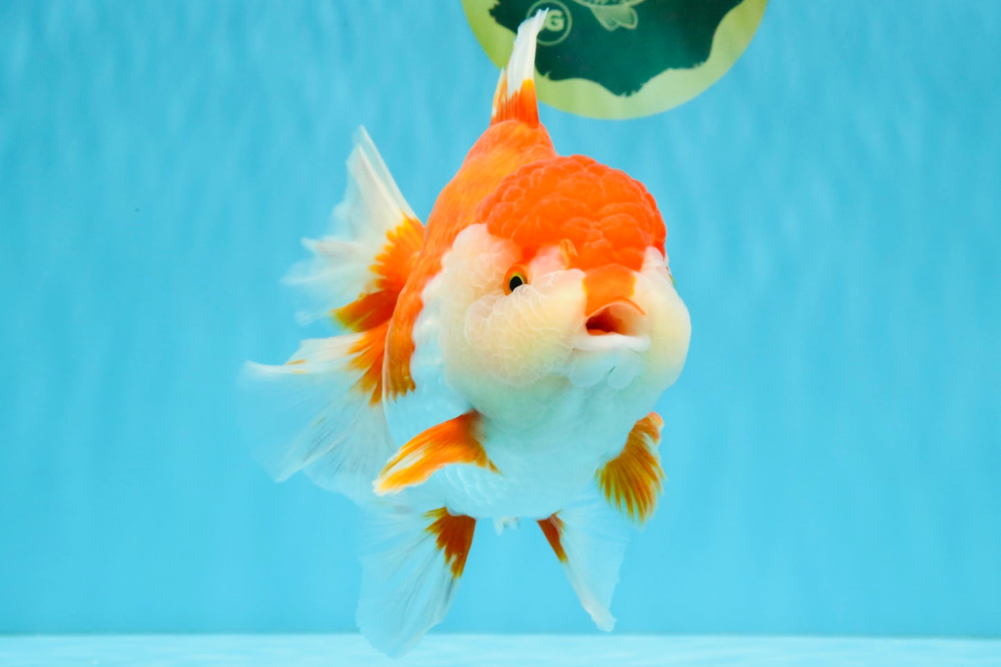 SUPER WEN A Grade Red White Oranda Female 7.5 inches #040326OR_23