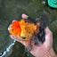 Apache (Black Orange) Pompom Button Eyes  Oranda Female 5.5 inches #110124OR_03