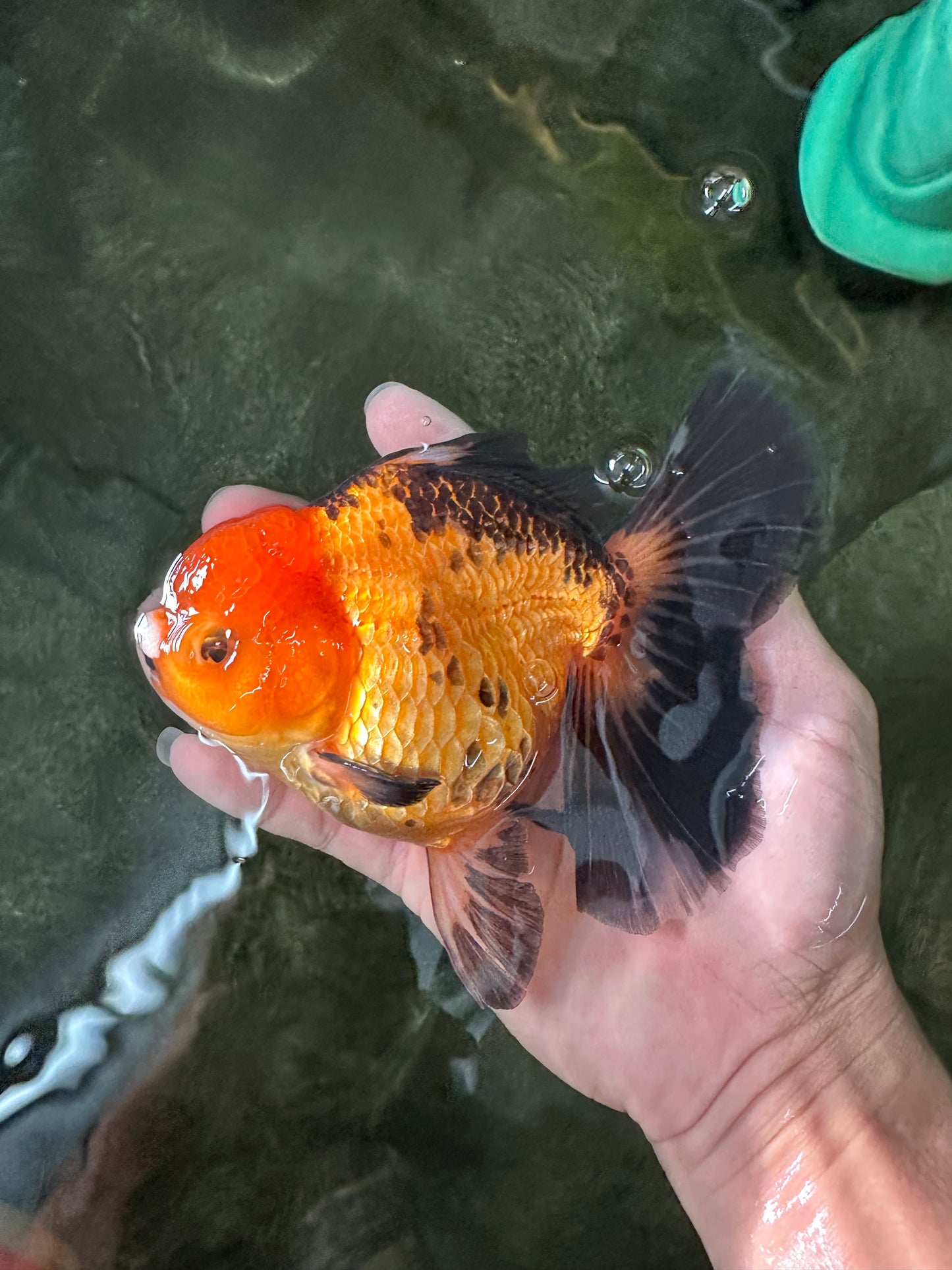 Apache (Black Orange) Pompom Button Eyes  Oranda Female 5.5 inches #110124OR_03