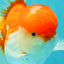 AAA Grade Peach Red White Oranda Male 5 inches #062626OR_30