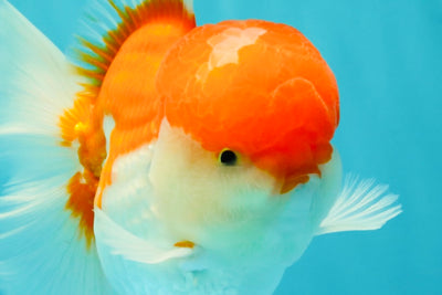 AAA Grade Peach Red White Oranda Male 5 inches #062626OR_30
