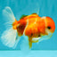 Sakura Oranda Female 5 inches #050126OR_06