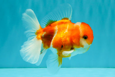 Sakura Oranda Female 5 inches #050126OR_06