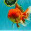 TOMATO AAA Grade Broadtail Red White Oranda Male 7.5-8 inches #071026OR_03