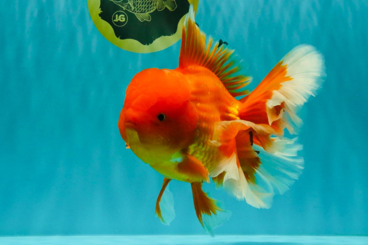 TOMATO AAA Grade Broadtail Red White Oranda Male 7.5-8 inches #071026OR_03