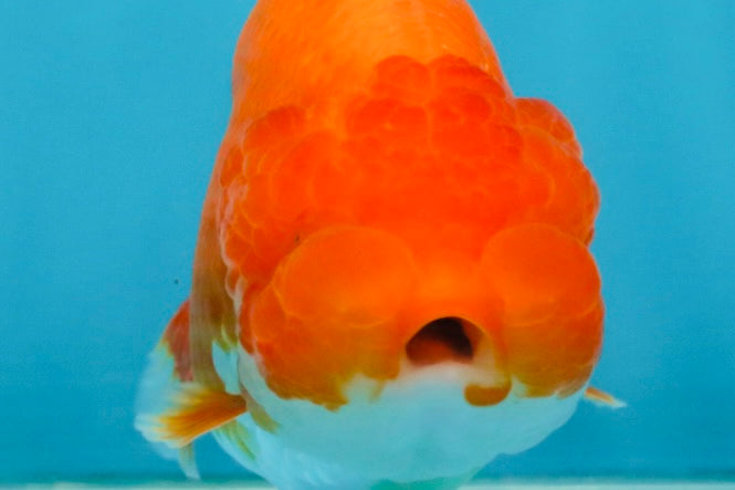 SUPER TOMATO A Grade Red White LionQueen 4.5 inches #120525LC_10