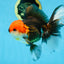 A Grade Tricolor Oranda Male 5.5 inches #081525OR_26