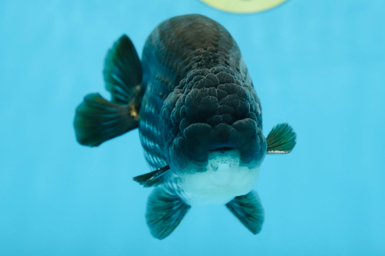 AAA Grade Black Blue LionKing 5.5 inches #082225LC_03