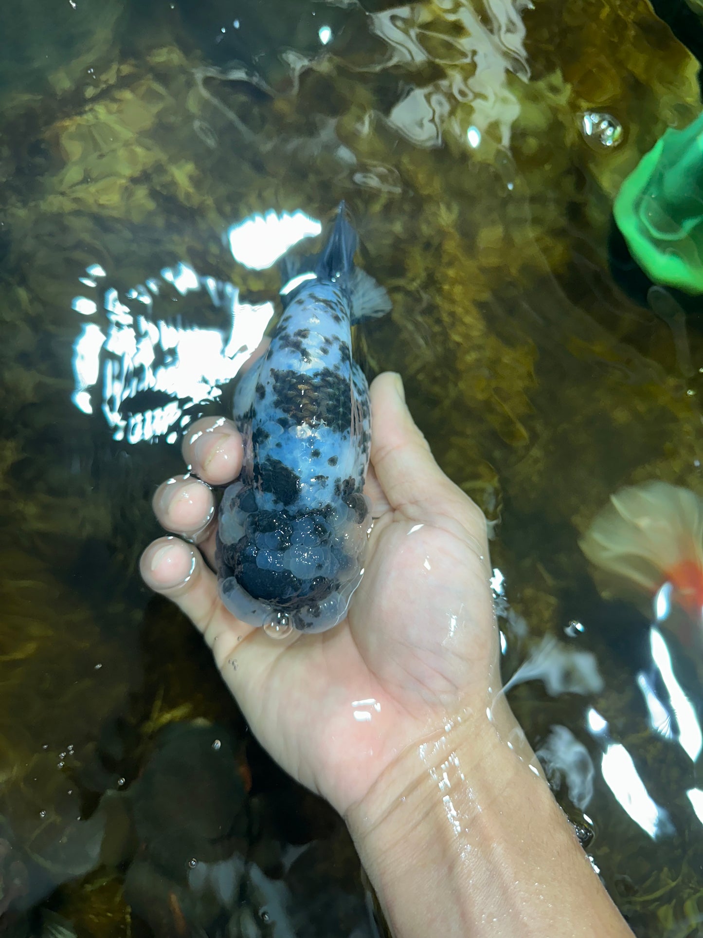 AAA Grade UNIQUE White Tiger LionQueen 4.5-5 inches #090525LC_03