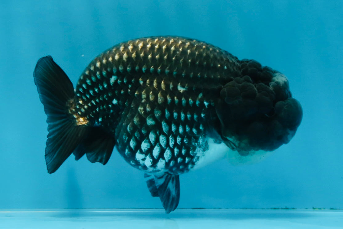 AAA Grade CHONKY Blue LionQueen 4.5 inches #100325LC_10