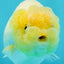 👶 Baby Lemonhead Snow White Lionchu Female 3.5 inches #0216LC_17
