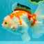 SPECIAL A Grade Red White Oranda Male 6-6.5 inches #051526OR_02