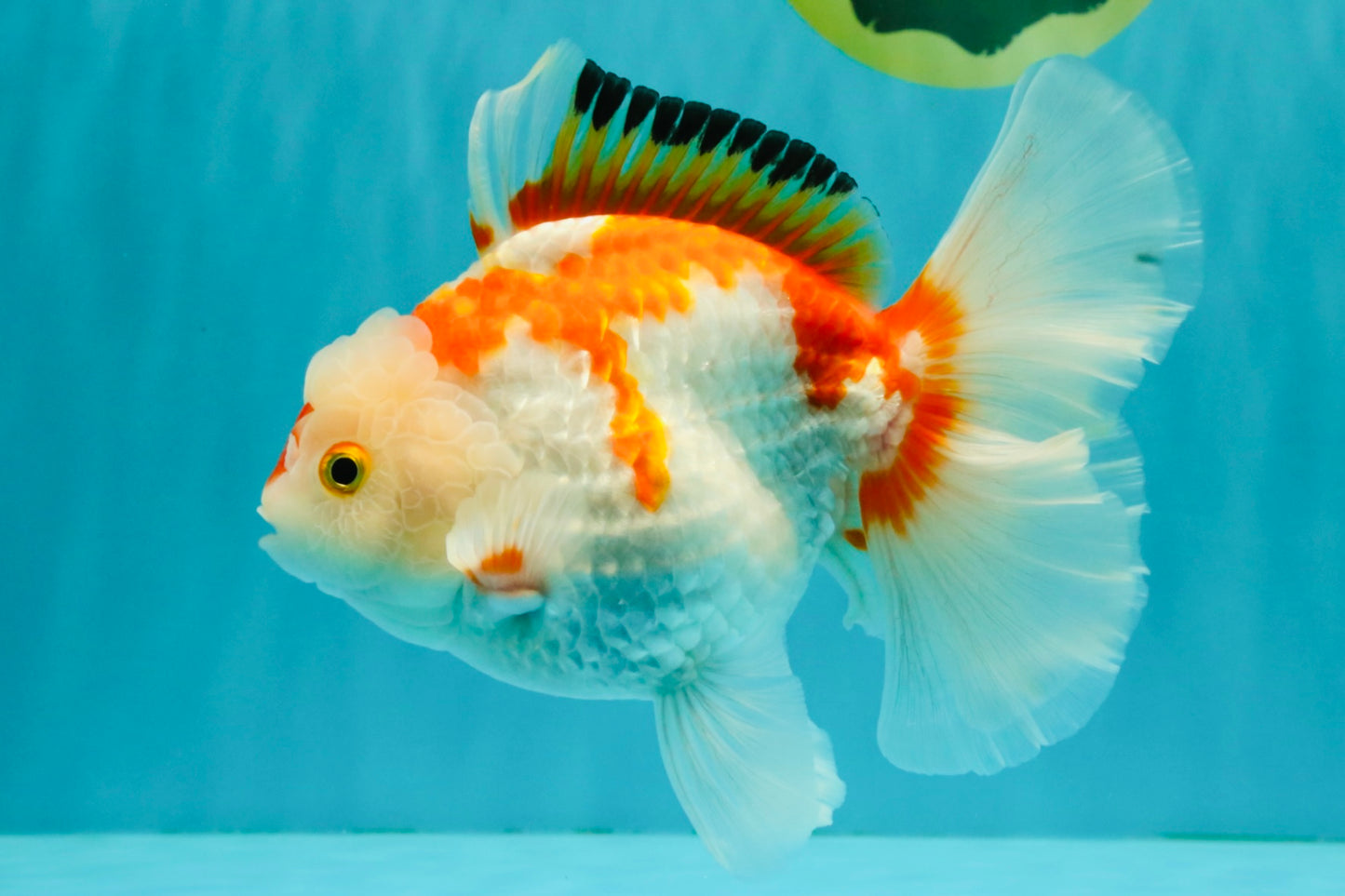 SPECIAL A Grade Red White Oranda Male 6-6.5 inches #051526OR_02
