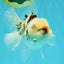 CHONKY A Grade Marble Oranda Male 5 inches #050126OR_07