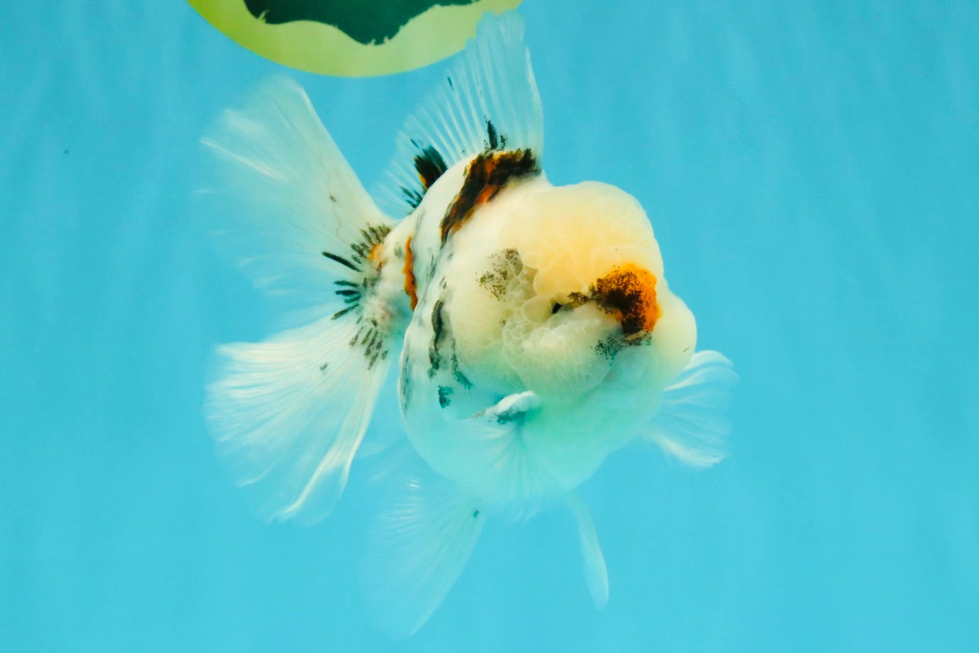 CHONKY A Grade Marble Oranda Male 5 inches #050126OR_07