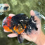 CHONKY AAA Grade Red Head Kirin Oranda Male 6-6.5 inches #072426OR_18