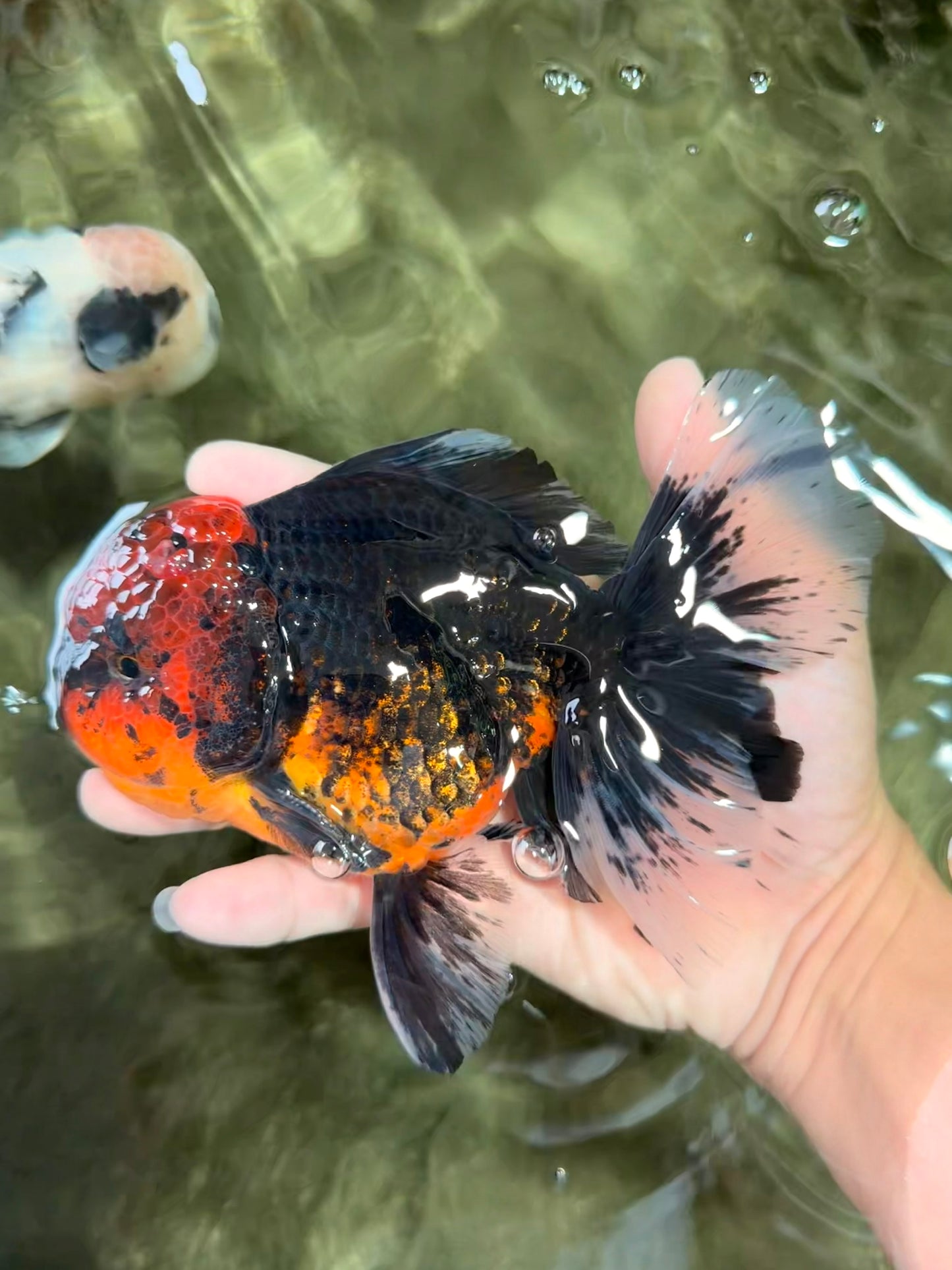CHONKY AAA Grade Red Head Kirin Oranda Male 6-6.5 inches #072426OR_18