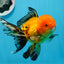 A Grade Apache Oranda Male 5 inches #0906OR_32