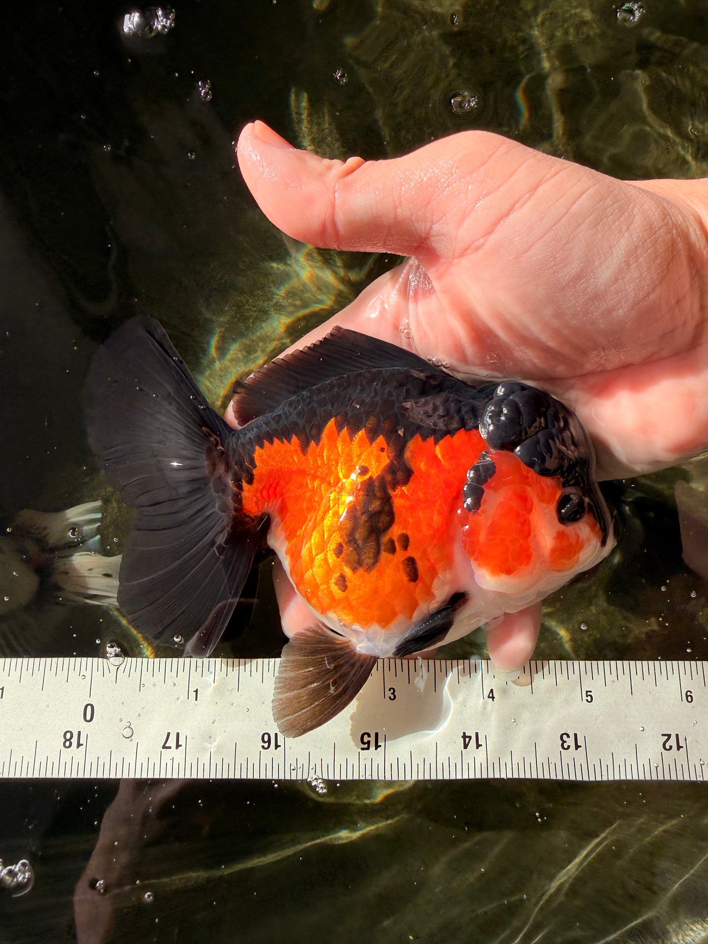 Tricolor Oranda Female 5-5.5 inches #032026OR_08