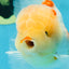 AAA Grade Godzilla Sakura Oranda Male 5 inches #052325OR_09