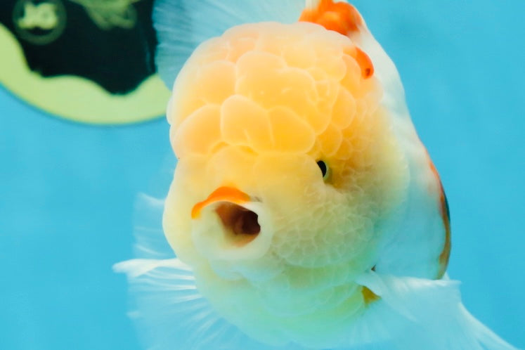 AAA Grade Godzilla Sakura Oranda Male 5 inches #052325OR_09