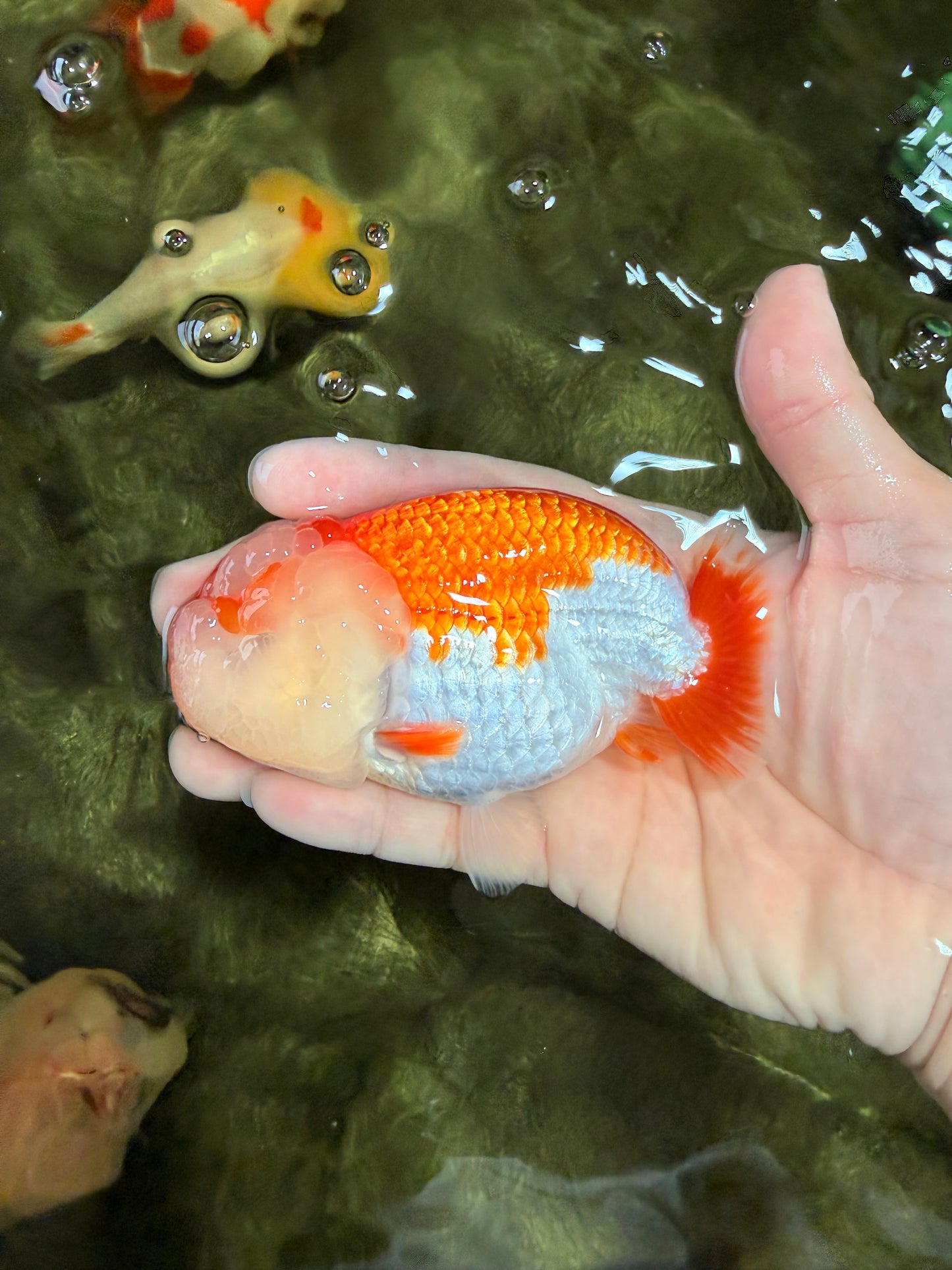 BIG WEN AAA Grade Red White LionQueen 4-4.5 inches #031326LC_06