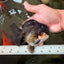 AAA Grade Panda Yuanbao Male 4.5-5 inches #082126YB_23