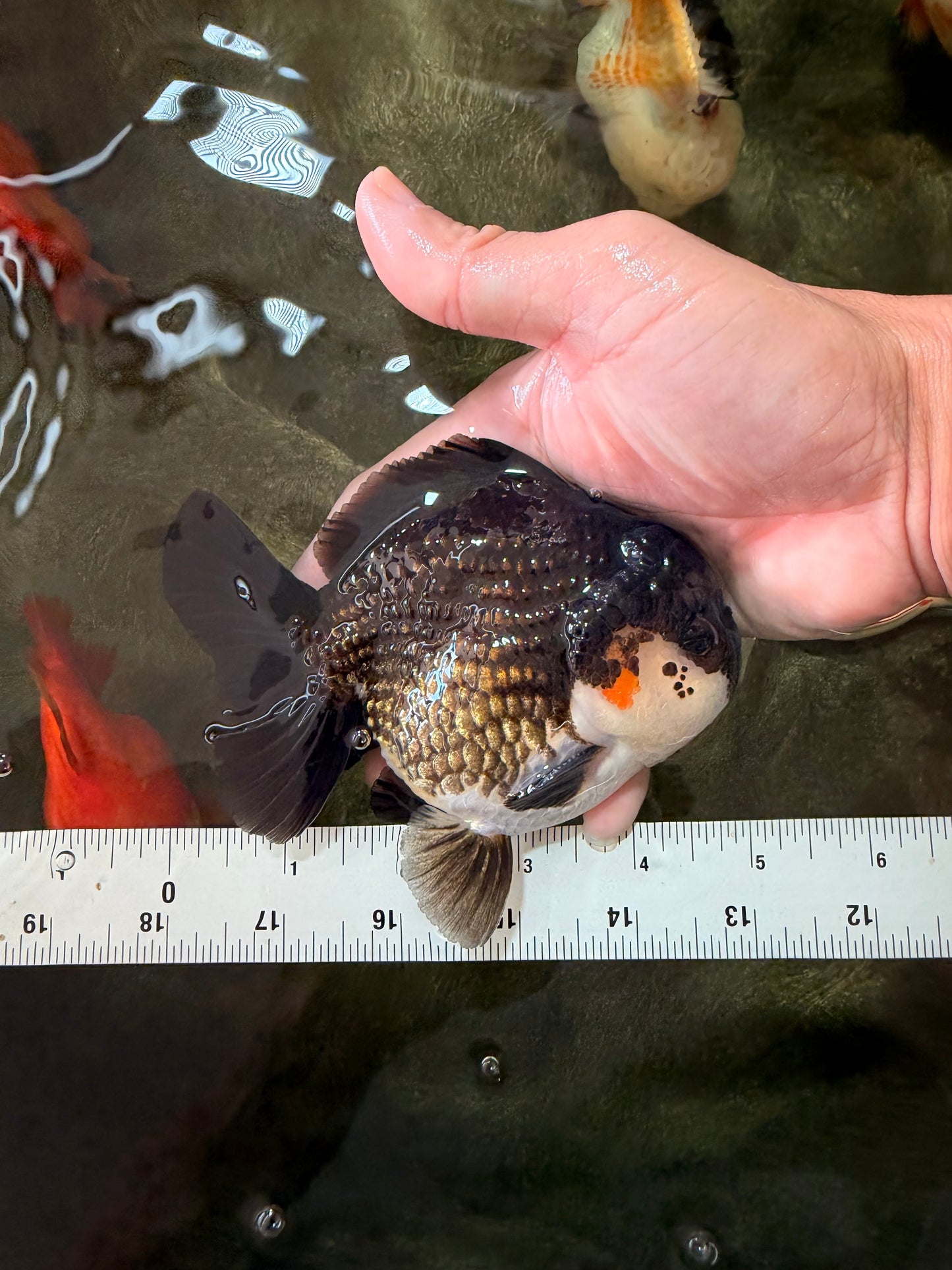 AAA Grade Panda Yuanbao Male 4.5-5 inches #082126YB_23