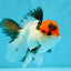 Tricolor Oranda Male 5-5.5 inches #041026OR_12