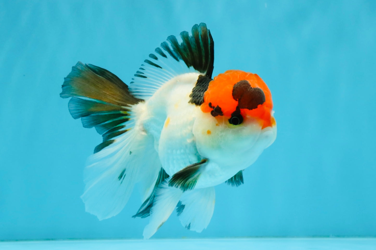 Tricolor Oranda Male 5-5.5 inches #041026OR_12