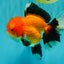 BULLDOG AAA Grade Tricolor Oranda Male 5.5-6 inches #071026OR_30