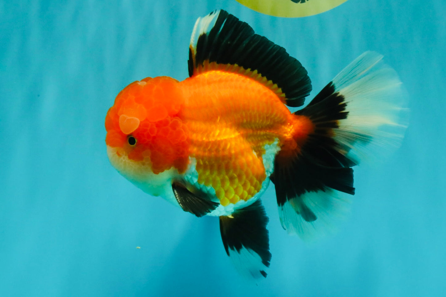 BULLDOG AAA Grade Tricolor Oranda Male 5.5-6 inches #071026OR_30