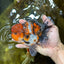 AAA Grade CHUBBY Calico Oranda Male 5.5 inches #082925OR_13