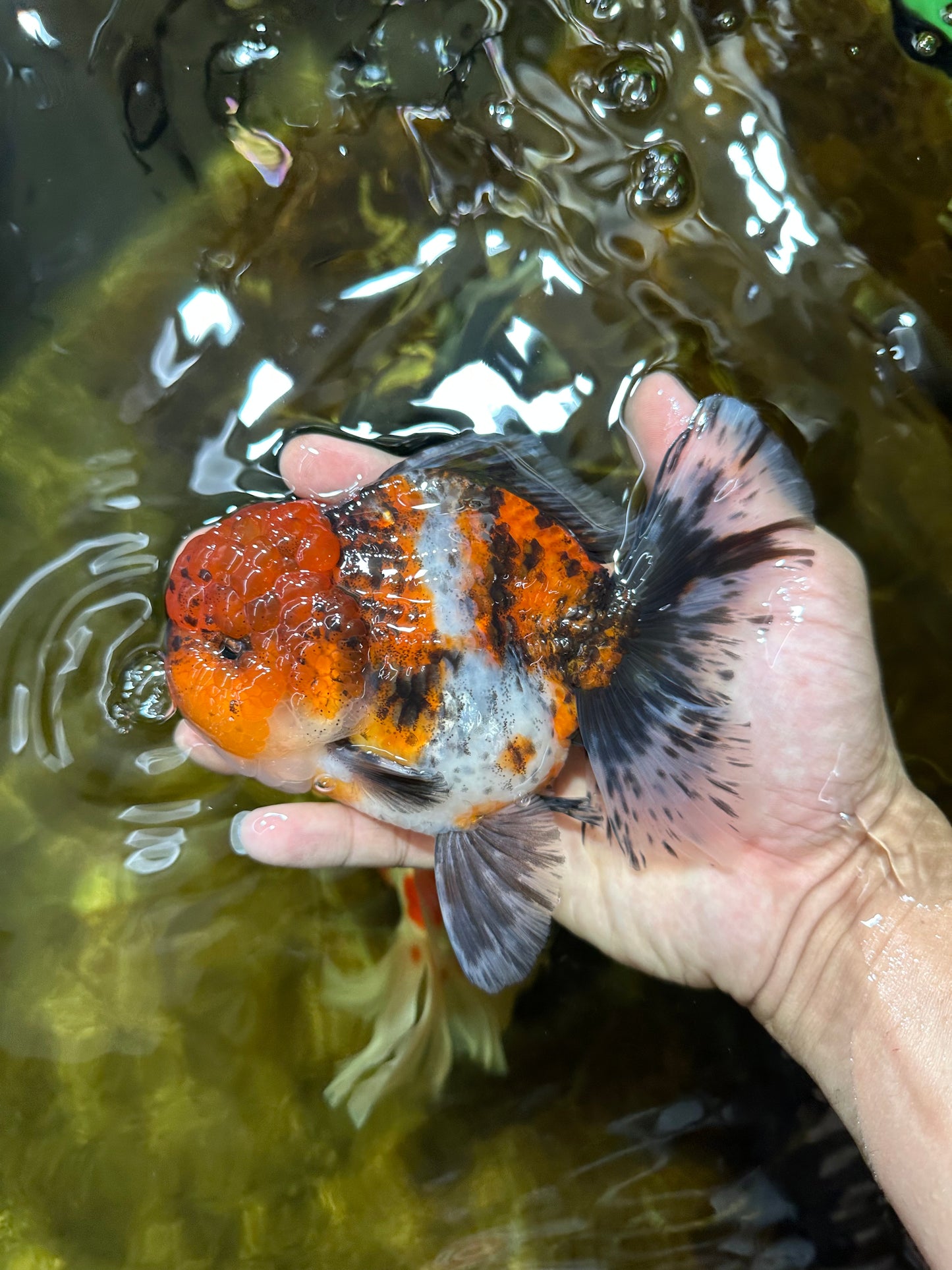 AAA Grade CHUBBY Calico Oranda Male 5.5 inches #082925OR_13