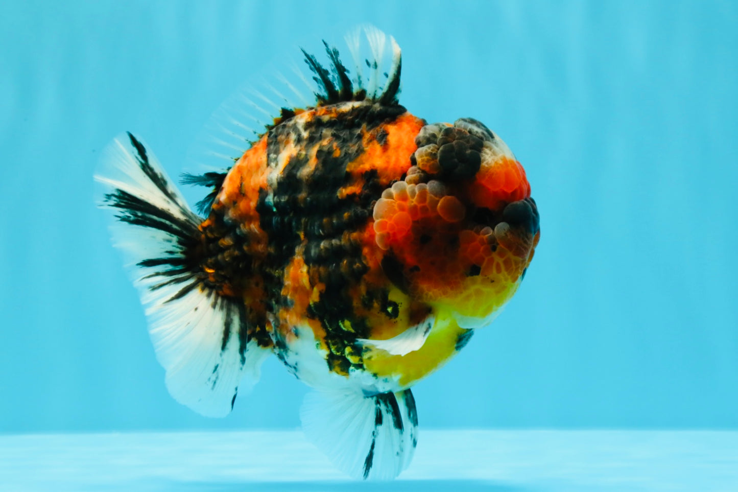 SUPER Special AAA Grade Godzilla Tiger Yuanbao Male 5 inches #022726YB_01