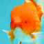 CHUNKY A Grade Cherry Blossom Red White Oranda Male 5.5 inches #061926OR_25